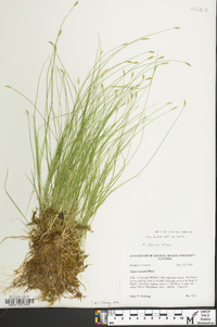 Carex leptalea subsp. leptalea image