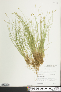 Carex leptalea subsp. leptalea image