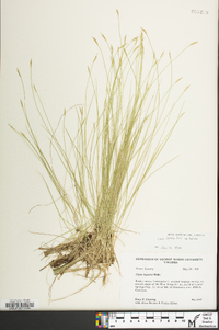 Carex leptalea subsp. leptalea image