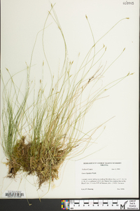 Carex leptalea subsp. leptalea image