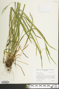 Carex leptonervia image