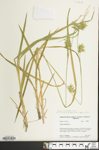 Carex lonchocarpa image