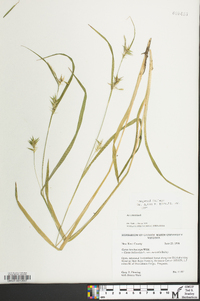 Carex lonchocarpa image