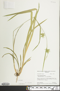 Carex lonchocarpa image