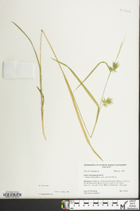 Carex lonchocarpa image