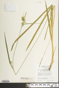 Carex lonchocarpa image