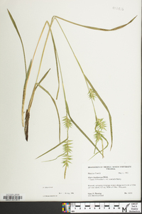 Carex lonchocarpa image