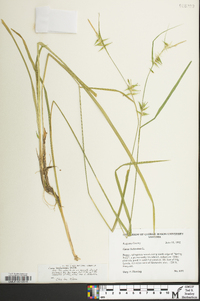 Carex lonchocarpa image