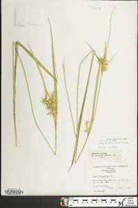 Carex lonchocarpa image