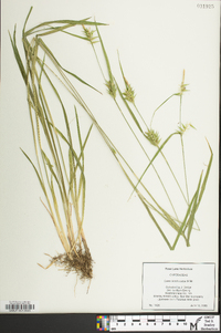 Carex lonchocarpa image