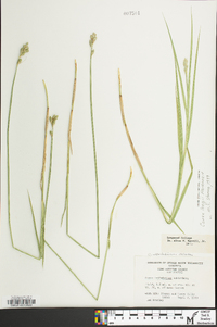 Carex longii image