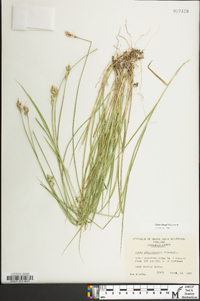 Carex longii image