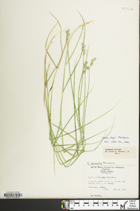 Carex longii image