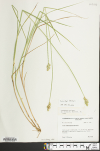 Carex longii image