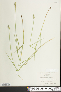 Carex longii image