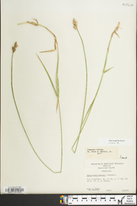 Carex longii image