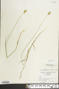 Carex longii image