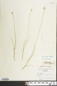 Carex longii image