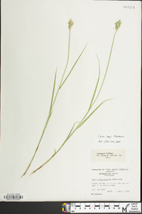 Carex longii image