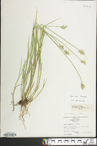 Carex longii image