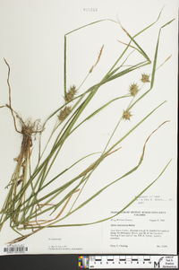 Carex louisianica image