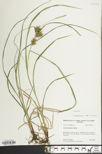 Carex louisianica image