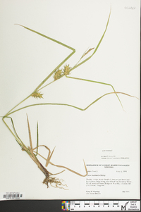 Carex louisianica image