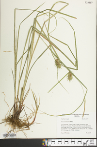 Carex louisianica image