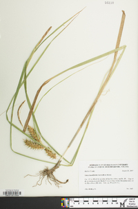 Carex lupuliformis image