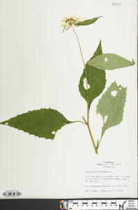 Helianthus strumosus image