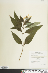 Helianthus strumosus image