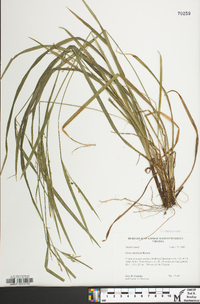 Carex manhartii image