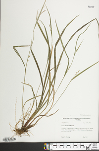 Carex manhartii image