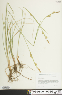 Carex meadii image