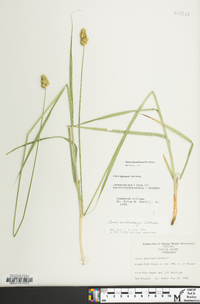 Carex mesochorea image