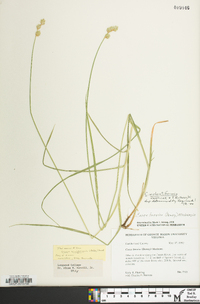 Carex molestiformis image