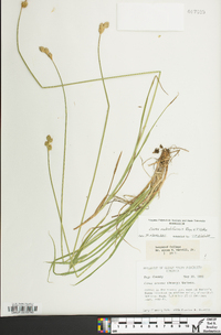 Carex molestiformis image