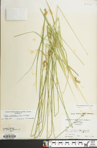 Carex molestiformis image