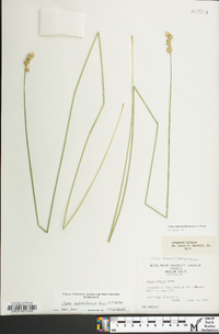 Carex molestiformis image