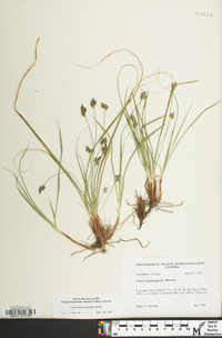 Carex nigromarginata image