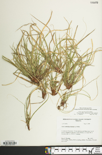 Carex nigromarginata image