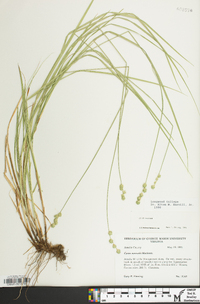 Carex normalis image