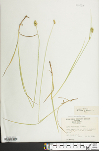 Carex normalis image