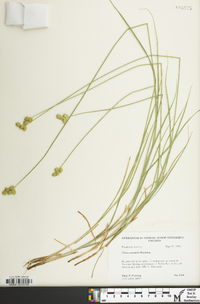 Carex normalis image