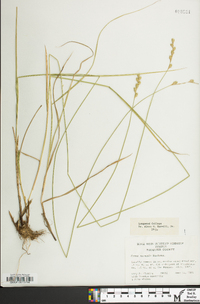 Carex normalis image