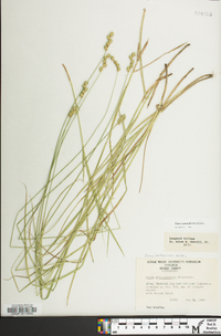 Carex normalis image