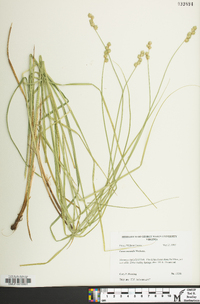 Carex normalis image