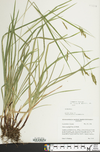 Carex oxylepis image