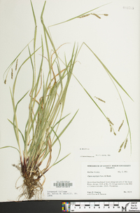 Carex oxylepis image