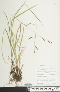 Carex oxylepis image